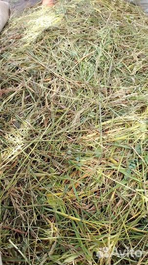 Трава свежая