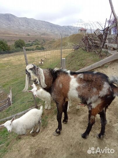 Козёл нубийский