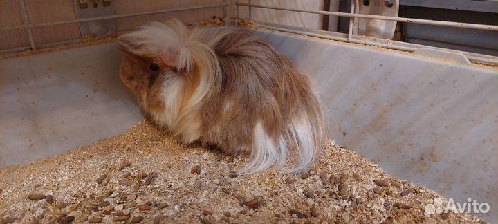 Морские свинки