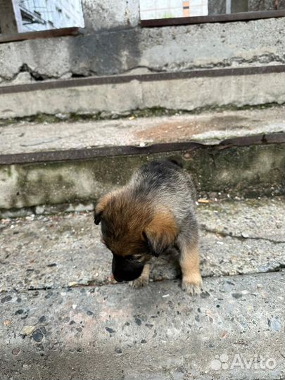 Подкидыши ищут дом