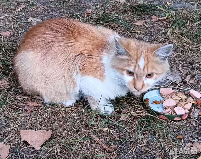 Котики котята