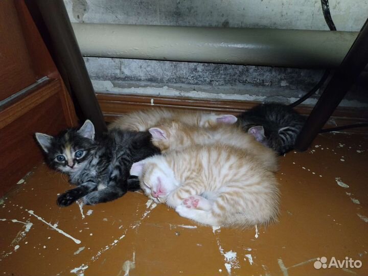 Котята в добрые руки