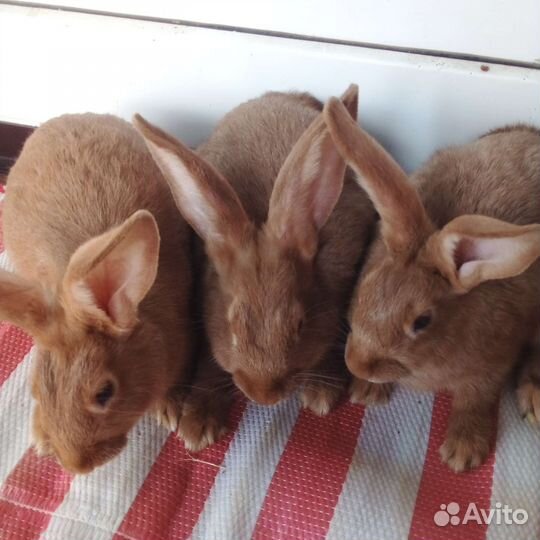 Кролик бургундский чистопородный