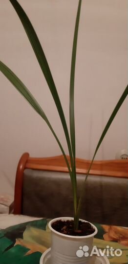 Колеусы,бегонии и финиковые пальмы и фиалки