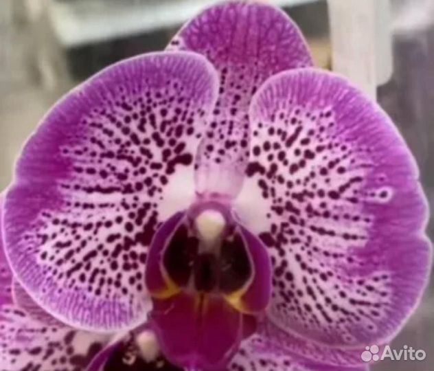 Сортовые орхидеи