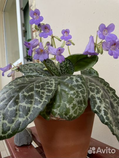 Стрептокарпус претти тартл