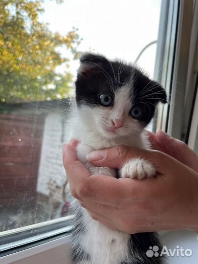 Отдам домашних вислоухих котят в заботливые руки