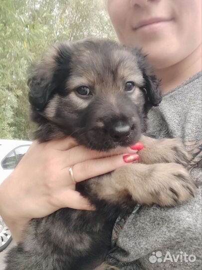 Мальчик щенок в добрве руки