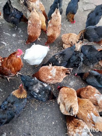 Цыпленок от кур несушек