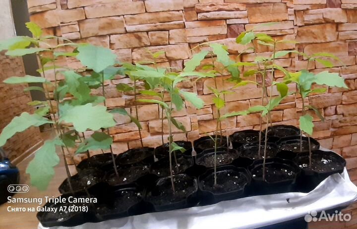 Дубы рассада