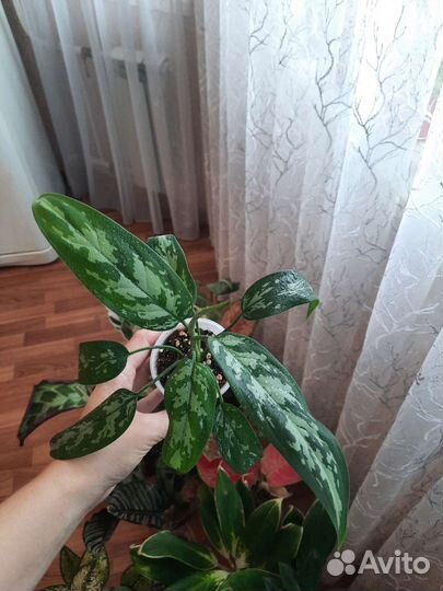 Аглаонема Мария