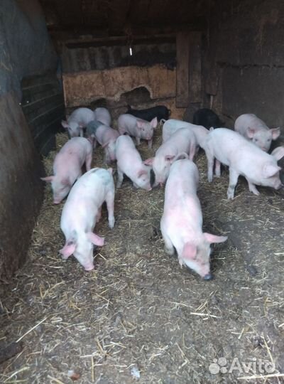 Поросята домашние белые