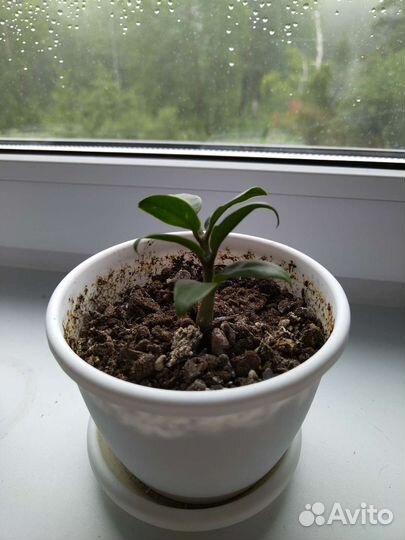 Замиокулькас зензи