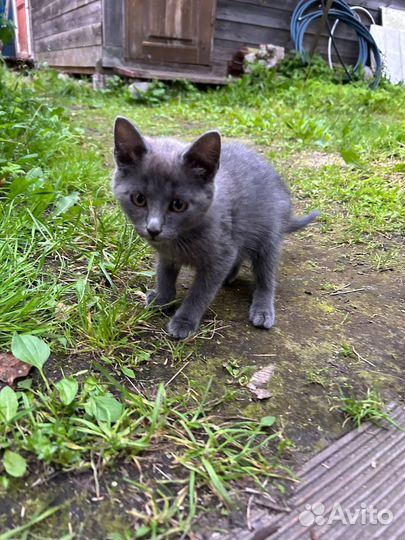 Котята русская голубая