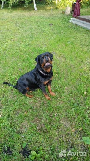 Щенки Ротвейлера