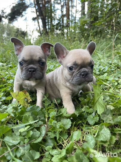 Французский бульдог