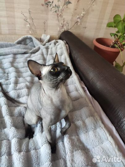Канадский сфинкс