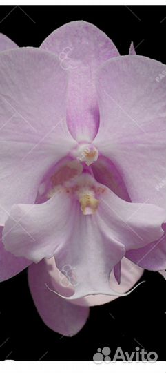 Орхидея фаленопсис биг лип