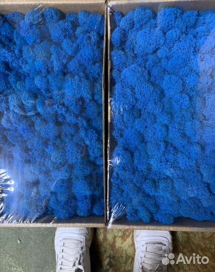 Мох стабилизированный от производителя