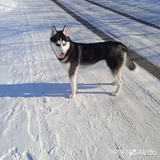 Отдам в добрые руки собаку