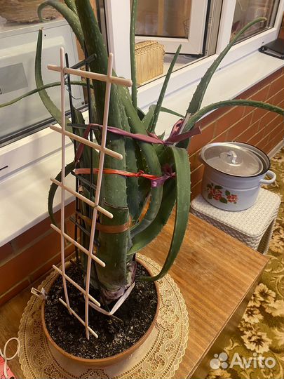 Цветок алоэ вера