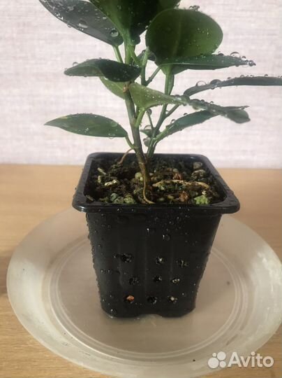 Фикус Моклейм