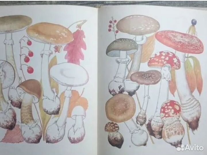 Книга Грибы Федоров Ф.В