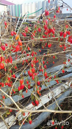 Кустарники