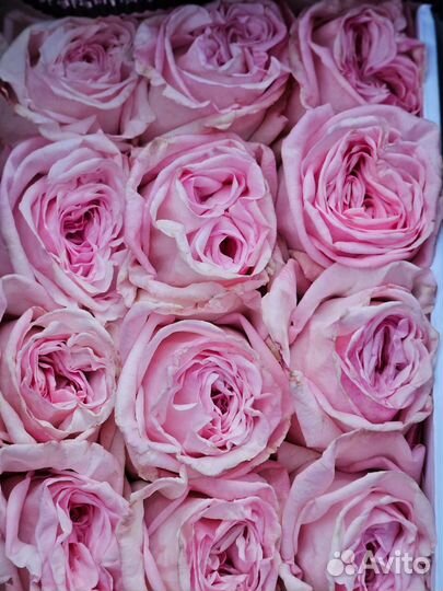 Цветы Эквадорские розы Оптом