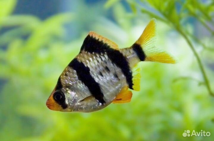 Барбус суматранский
