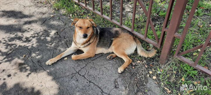 Молодой пёс Братик в добрые руки