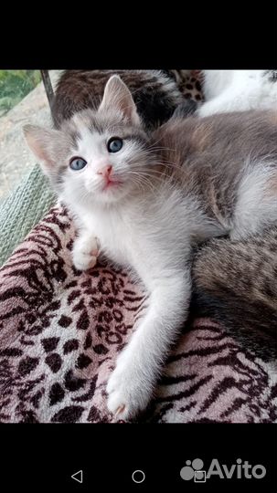 Котята в добрые руки