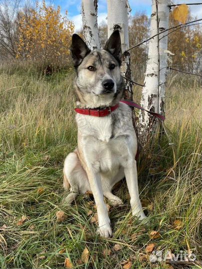 Западно сибирская лайка метис в дар