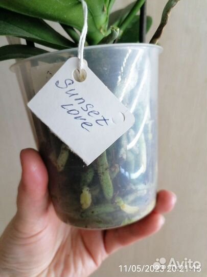 Орхидея сансет лав