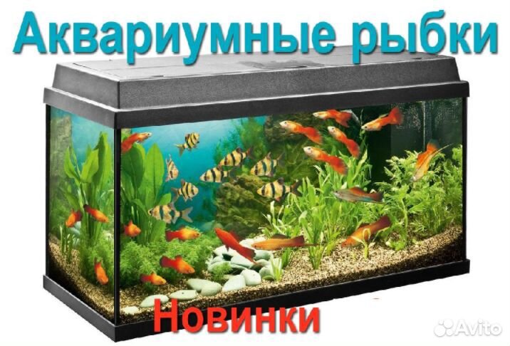 Аквариумные товары