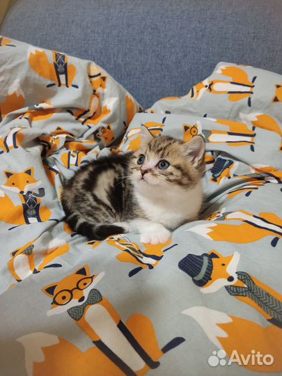 Кошки шотландцы