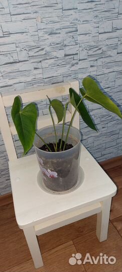 Комнатные цветы антуриум красный широколистный