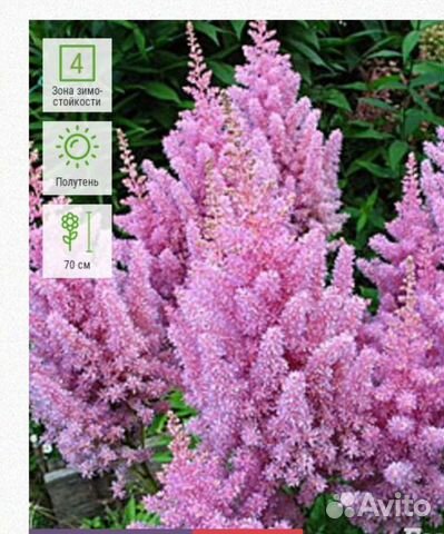 Астильба, многолетник для сада