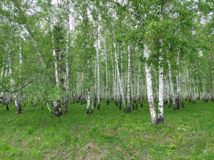 Участок 5 га (СНТ, ДНП)