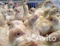 Индюшата бройлерные биг 6