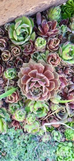 Молодило, очиток