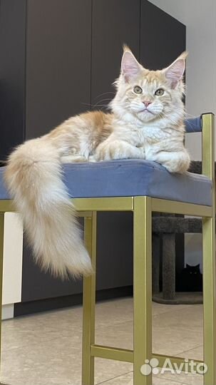 Мейнкун мальчик