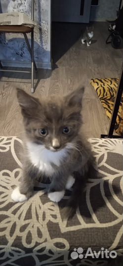 Подарю котят