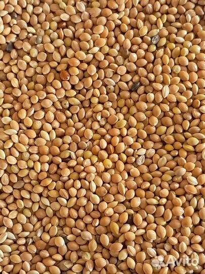 Просо желтое