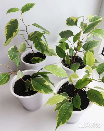 Фикус Бенджамина пестрый