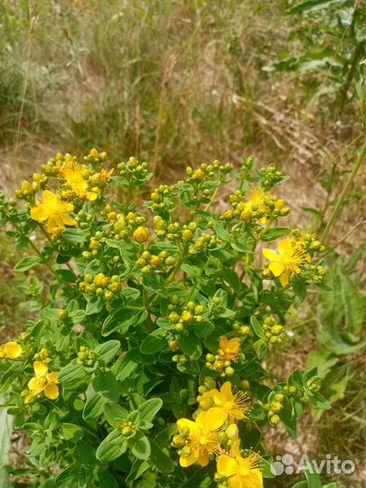 Лекарственные травы