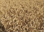 Пшеница зерно 2023(доставка)