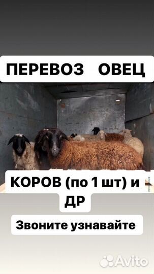 Грузоперевозки