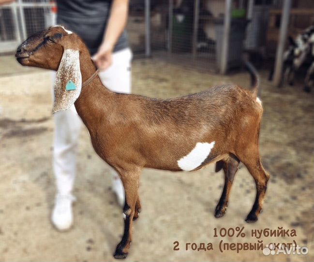 Дойные нубийские козы