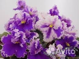 Лист на срез. Фиалки сортовые